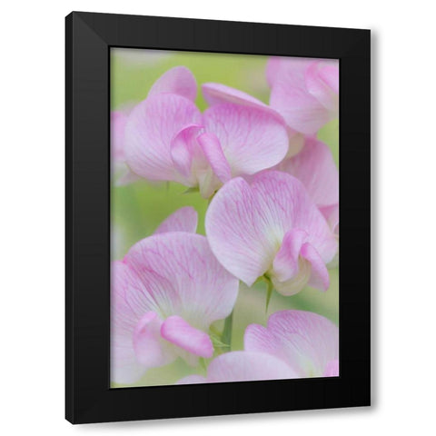 Sweet Pea Blossoms III Black Modern Wood Framed Art Print with Double Matting by Mahan, Kathy