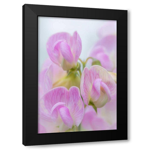 Sweet Pea Blossoms IV Black Modern Wood Framed Art Print by Mahan, Kathy