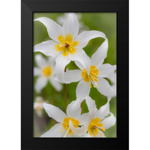 Avalanche Lily IV Black Modern Wood Framed Art Print by Mahan, Kathy