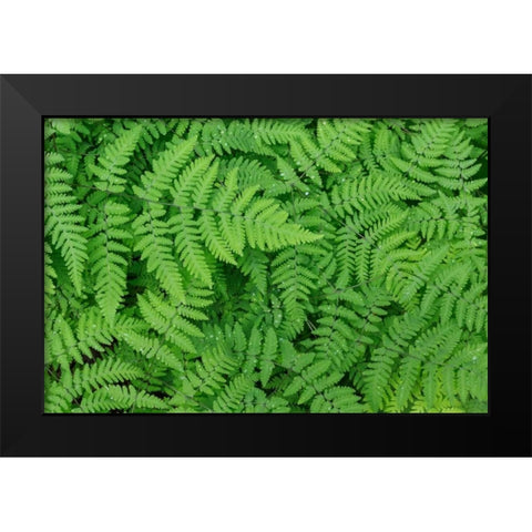 Oak Fern Black Modern Wood Framed Art Print by Mahan, Kathy
