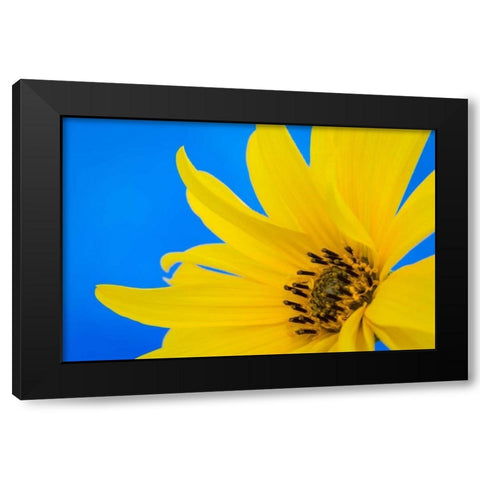 Sunflower on Blue III Black Modern Wood Framed Art Print with Double Matting by Mahan, Kathy