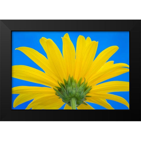 Sunflower on Blue IV Black Modern Wood Framed Art Print by Mahan, Kathy