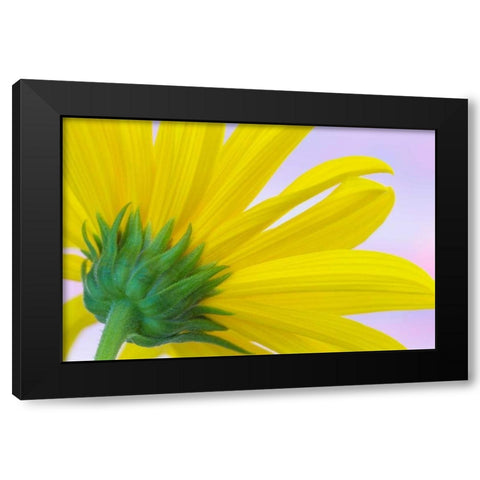 Sunflower Macro I Black Modern Wood Framed Art Print by Mahan, Kathy