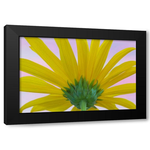 Sunflower Macro II Black Modern Wood Framed Art Print with Double Matting by Mahan, Kathy