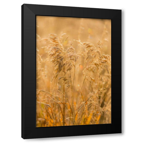 Autumn Grasses I Black Modern Wood Framed Art Print with Double Matting by Mahan, Kathy