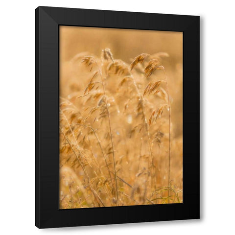 Autumn Grasses II Black Modern Wood Framed Art Print with Double Matting by Mahan, Kathy