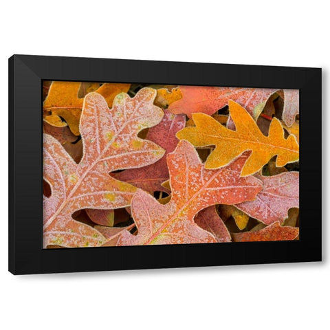 Frosty Leaves I Black Modern Wood Framed Art Print with Double Matting by Mahan, Kathy
