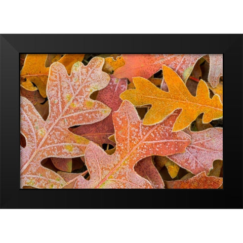 Frosty Leaves I Black Modern Wood Framed Art Print by Mahan, Kathy