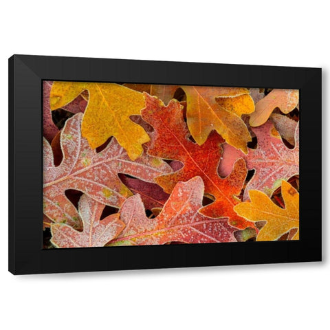 Frosty Leaves II Black Modern Wood Framed Art Print with Double Matting by Mahan, Kathy