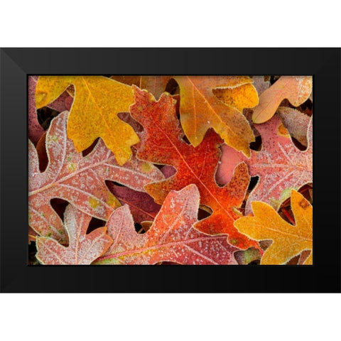 Frosty Leaves II Black Modern Wood Framed Art Print by Mahan, Kathy