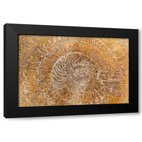 San Miguel Fossils I Black Modern Wood Framed Art Print by Mahan, Kathy