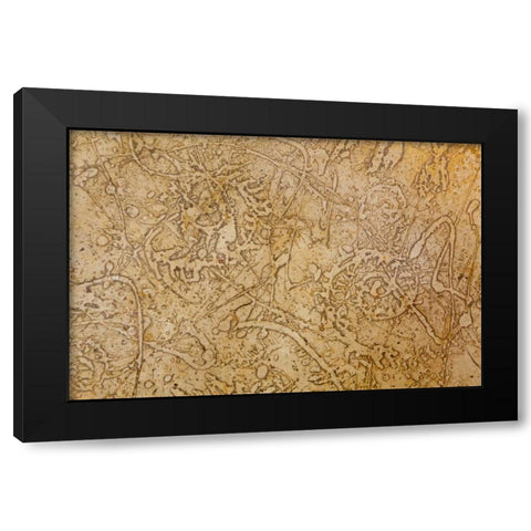 San Miguel Fossils II Black Modern Wood Framed Art Print by Mahan, Kathy