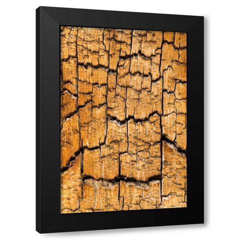 Pine Patterns I Black Modern Wood Framed Art Print by Mahan, Kathy