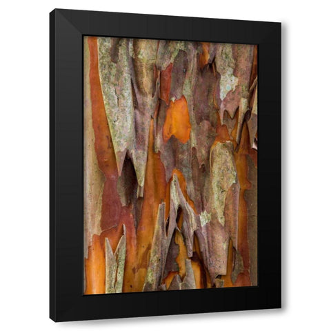 Crape Myrtle Bark I Black Modern Wood Framed Art Print with Double Matting by Mahan, Kathy