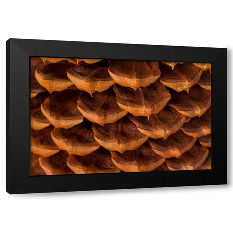 Pine Cone I Black Modern Wood Framed Art Print by Mahan, Kathy