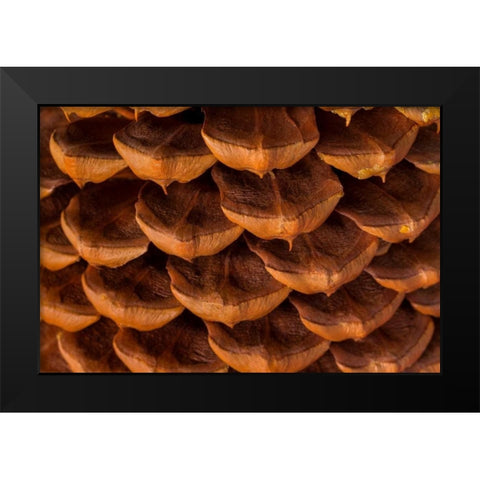 Pine Cone I Black Modern Wood Framed Art Print by Mahan, Kathy