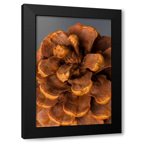 Pine Cone III Black Modern Wood Framed Art Print with Double Matting by Mahan, Kathy