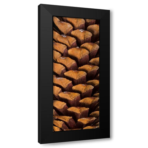 Pine Cone V Black Modern Wood Framed Art Print with Double Matting by Mahan, Kathy
