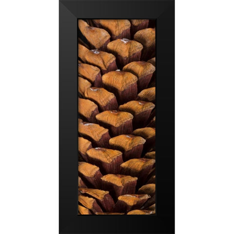 Pine Cone V Black Modern Wood Framed Art Print by Mahan, Kathy