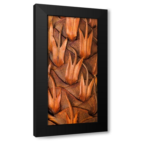 Pine Cone VI Black Modern Wood Framed Art Print with Double Matting by Mahan, Kathy