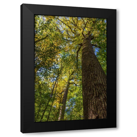 Tulip-Poplar Tree I Black Modern Wood Framed Art Print with Double Matting by Mahan, Kathy