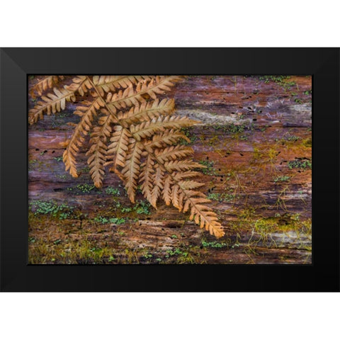 On a Log II Black Modern Wood Framed Art Print by Mahan, Kathy