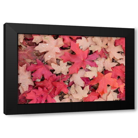 Fallen Leaves I Black Modern Wood Framed Art Print by Mahan, Kathy