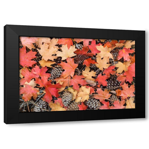 Fallen Leaves II Black Modern Wood Framed Art Print by Mahan, Kathy