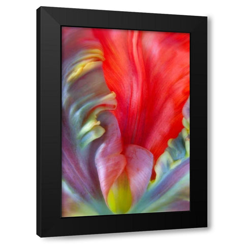 Parrot Tulip I Black Modern Wood Framed Art Print by Mahan, Kathy