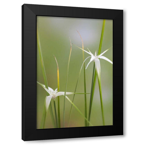 Star Grass I Black Modern Wood Framed Art Print by Mahan, Kathy