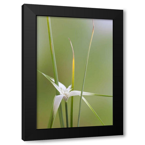 Star Grass II Black Modern Wood Framed Art Print by Mahan, Kathy