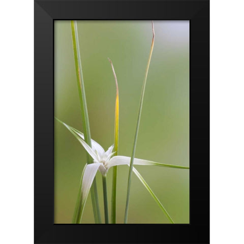 Star Grass II Black Modern Wood Framed Art Print by Mahan, Kathy
