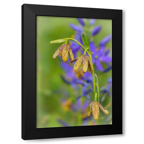 Chocolate Lily I Black Modern Wood Framed Art Print by Mahan, Kathy