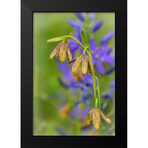 Chocolate Lily I Black Modern Wood Framed Art Print by Mahan, Kathy