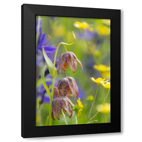 Chocolate Lily II Black Modern Wood Framed Art Print with Double Matting by Mahan, Kathy