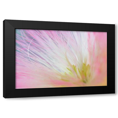 Mimosa Tree Blossom I Black Modern Wood Framed Art Print by Mahan, Kathy