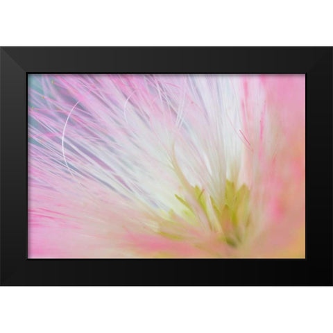 Mimosa Tree Blossom I Black Modern Wood Framed Art Print by Mahan, Kathy