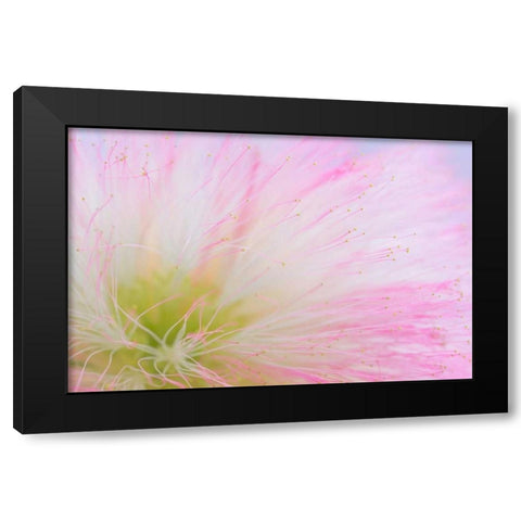 Mimosa Tree Blossom II Black Modern Wood Framed Art Print by Mahan, Kathy