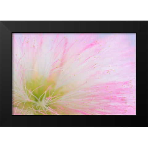 Mimosa Tree Blossom II Black Modern Wood Framed Art Print by Mahan, Kathy