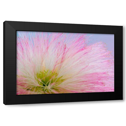 Mimosa Tree Blossom III Black Modern Wood Framed Art Print by Mahan, Kathy