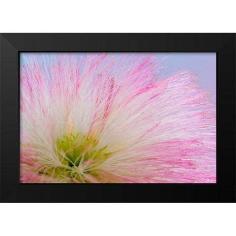 Mimosa Tree Blossom III Black Modern Wood Framed Art Print by Mahan, Kathy