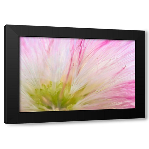 Mimosa Tree Blossom IV Black Modern Wood Framed Art Print by Mahan, Kathy