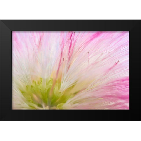 Mimosa Tree Blossom IV Black Modern Wood Framed Art Print by Mahan, Kathy