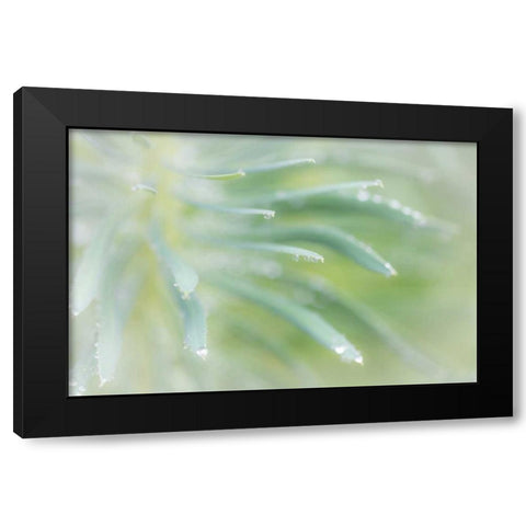 Euphorbia I Black Modern Wood Framed Art Print by Mahan, Kathy