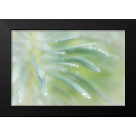 Euphorbia I Black Modern Wood Framed Art Print by Mahan, Kathy