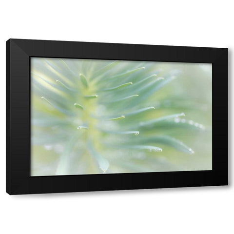 Euphorbia II Black Modern Wood Framed Art Print by Mahan, Kathy