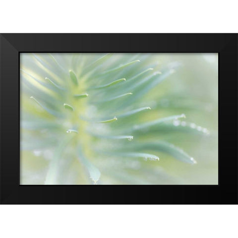 Euphorbia II Black Modern Wood Framed Art Print by Mahan, Kathy