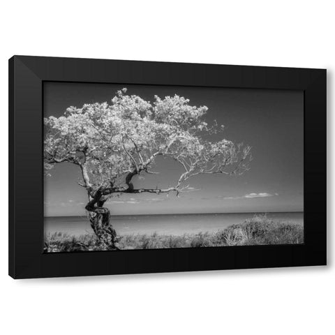 Lone Tree I Black Modern Wood Framed Art Print with Double Matting by Mahan, Kathy