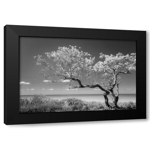 Lone Tree II Black Modern Wood Framed Art Print with Double Matting by Mahan, Kathy