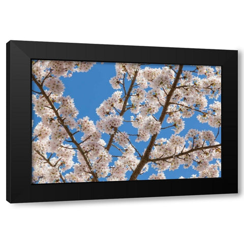 Cherries in Bloom I Black Modern Wood Framed Art Print by Mahan, Kathy